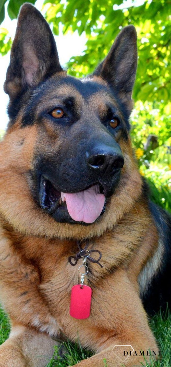 Blaszka dla pupila czerwona 5 cm z miejscem na grawer Blaszka rouge XL. . Blaszka w formie adresówki, identyfikatora dla psa. Blaszka z miejscem na grawer. Na adresówce możemy wygrawerować np. imię psa i nr telefonu do właścic.jpg